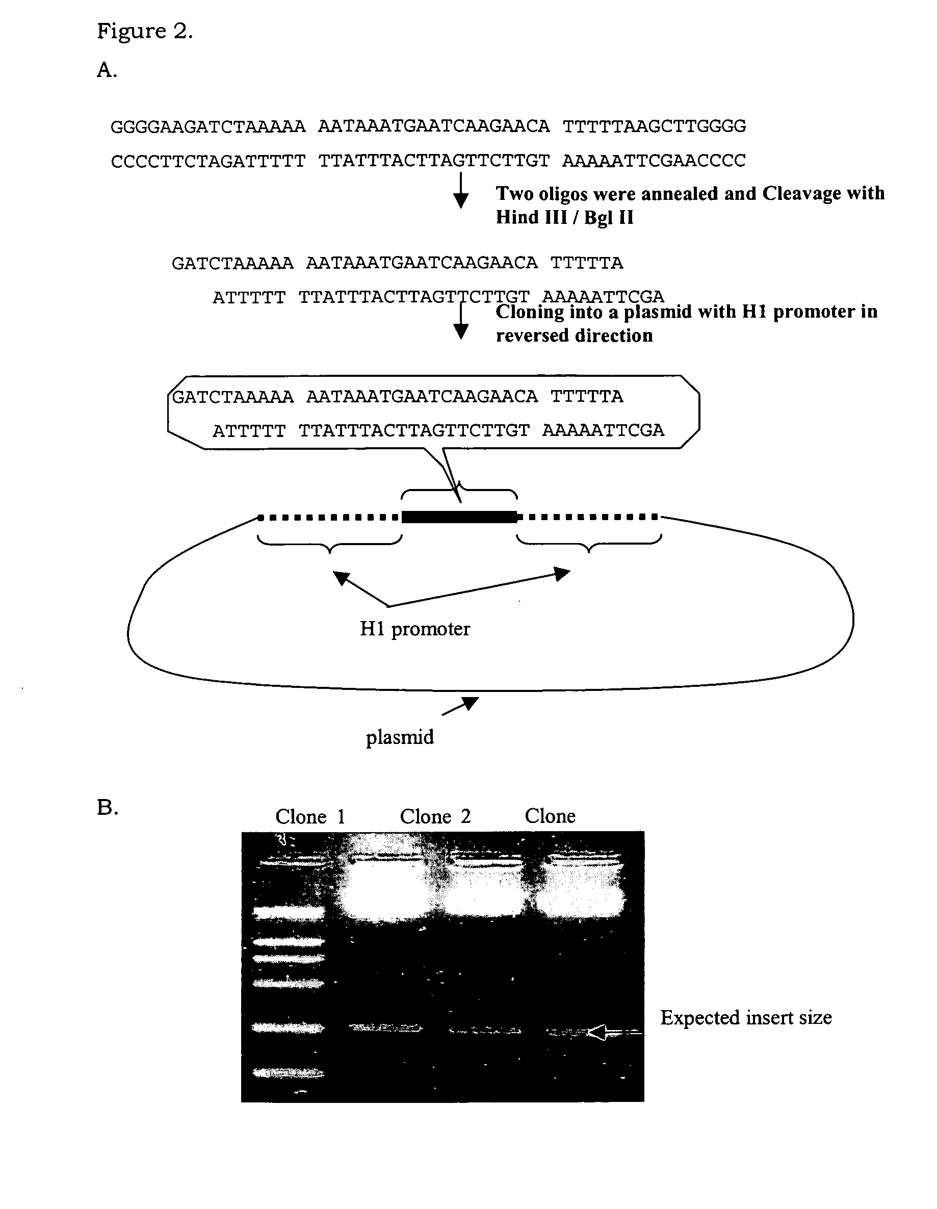 Randomized dna libraries and double-stranded rna libraries, use and method of production thereof