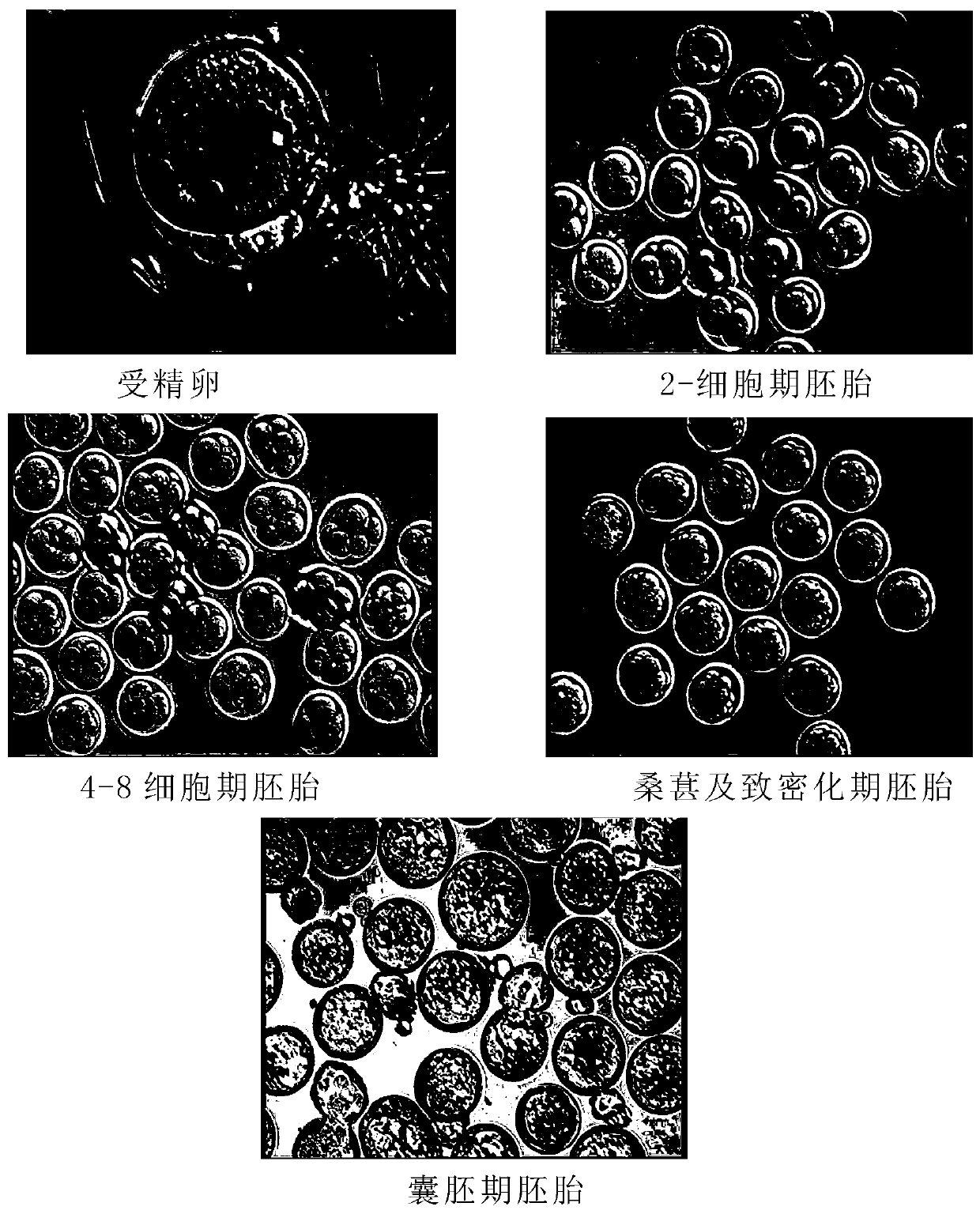 Method for breeding ICR mice in high blastocyst formation rate