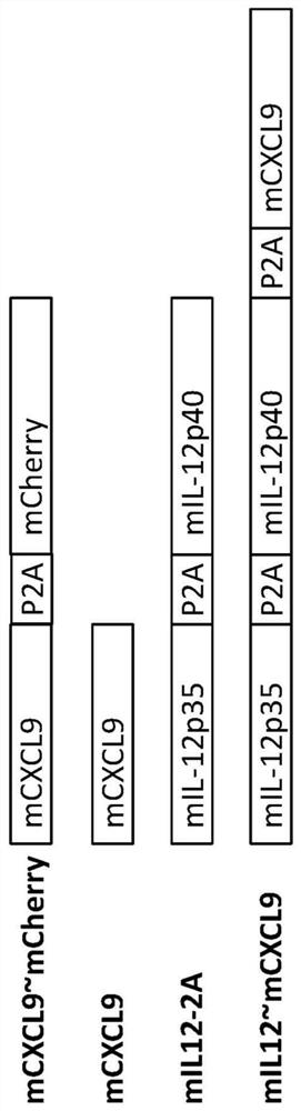 Plasmid constructs for treating cancer and methods of use