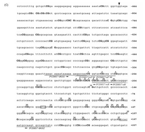 Application of protocadherin (PCDH) 17 genes