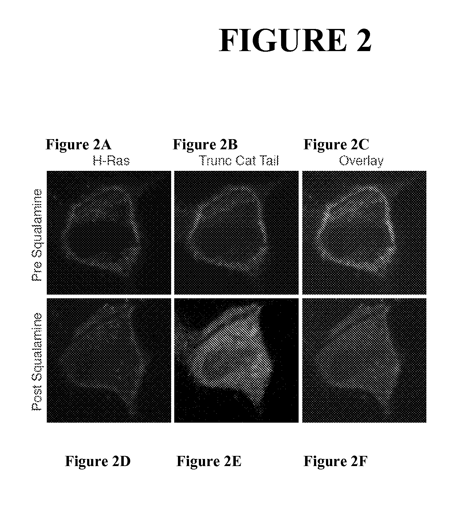 Methods and compositions for treating and preventing viral infections