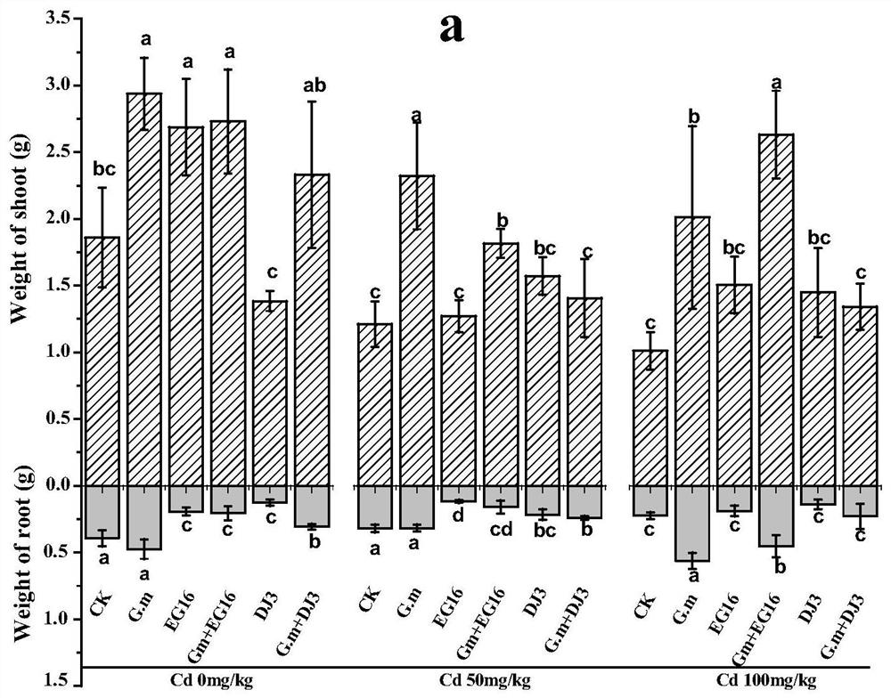 A method to improve tomato cadmium tolerance