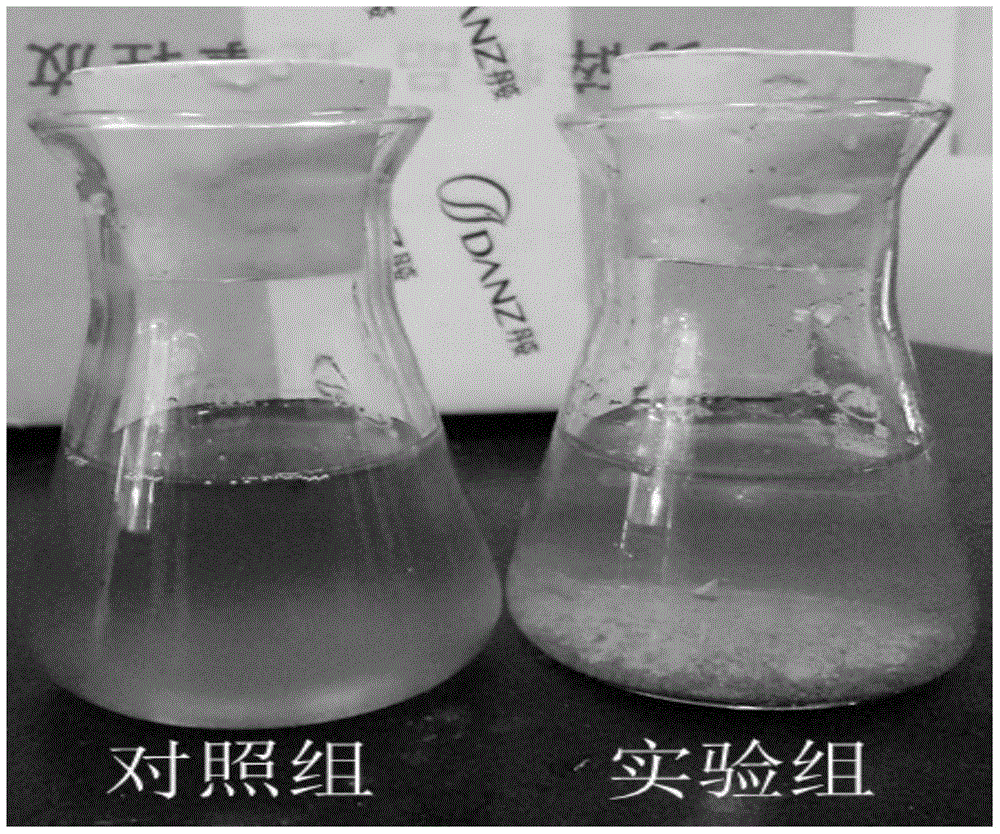 A preparation method of modified algae flocculant and its application in controlling cyanobacteria bloom