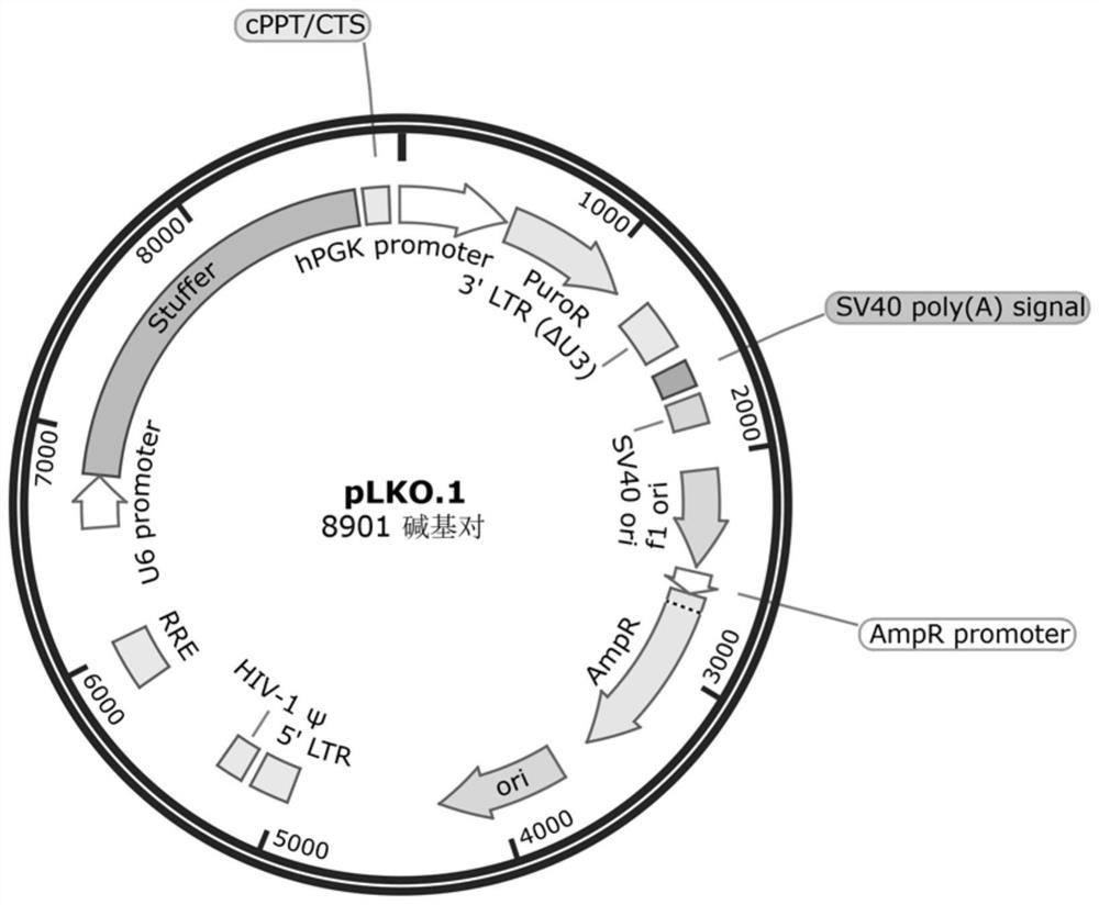 Lentiviral vector for inhibiting expression of VSTM2L and application of lentiviral vector