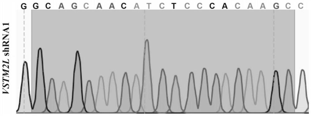 Lentiviral vector for inhibiting expression of VSTM2L and application of lentiviral vector