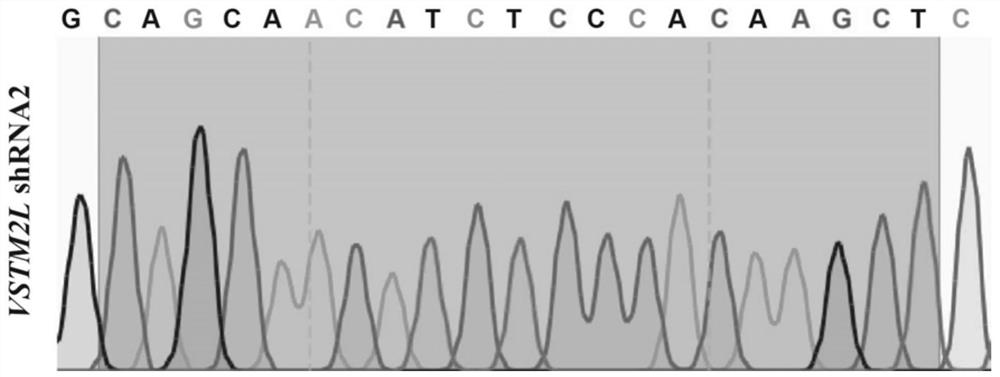 Lentiviral vector for inhibiting expression of VSTM2L and application of lentiviral vector