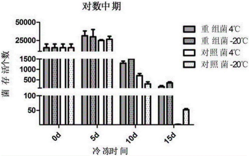 GAD gene for increasing stress tolerance of lactic acid bacteria and application thereof