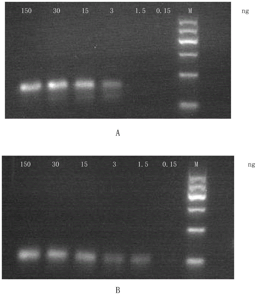 New application of substance for detecting nucleotide at rs1344706 site in ZNF804A gene