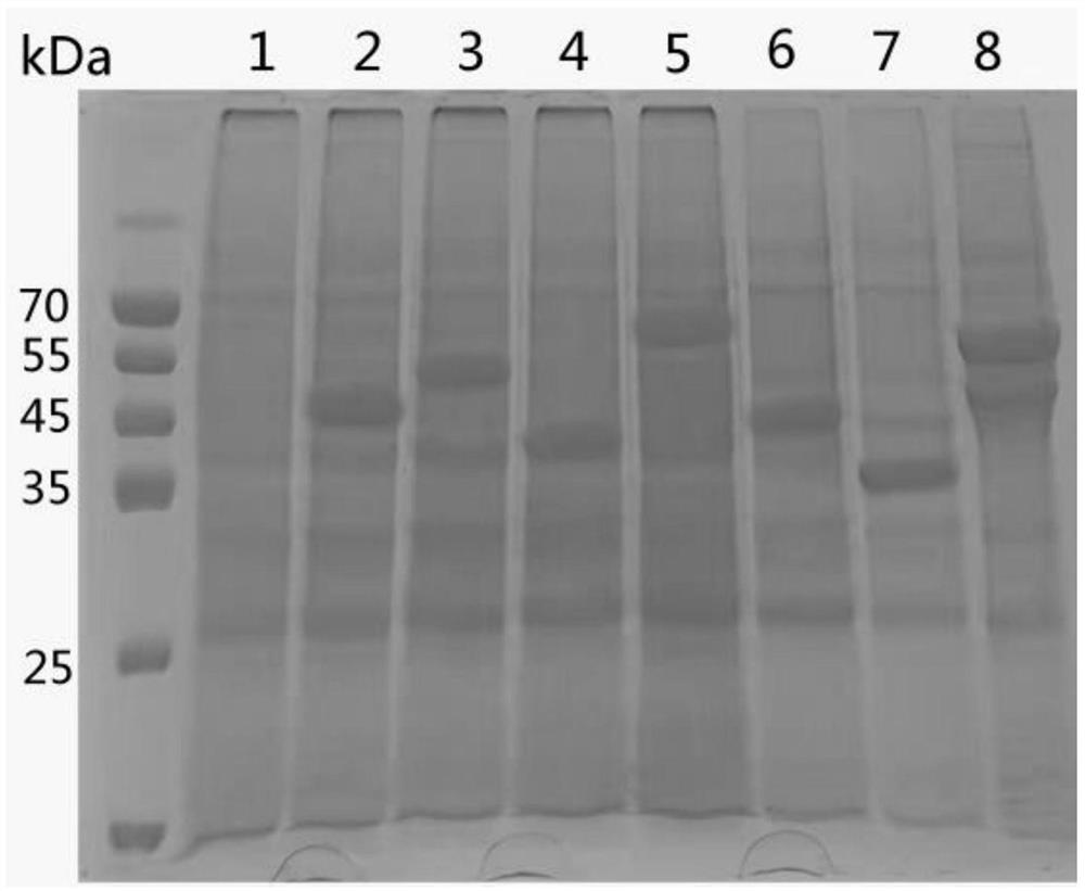 A kind of trivalent genetic engineering subunit vaccine composition for preventing duck infectious serositis and preparation method thereof