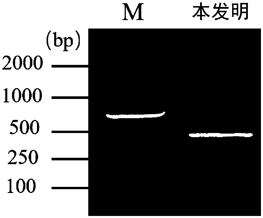 Application of a Cucumber cswrky50 Gene in Enhancing Resistance to Cucumber Downy Mildew