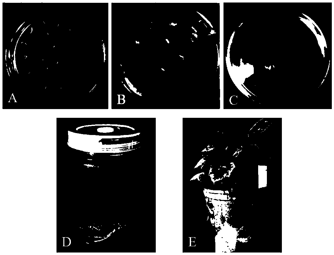 Application of a Cucumber cswrky50 Gene in Enhancing Resistance to Cucumber Downy Mildew