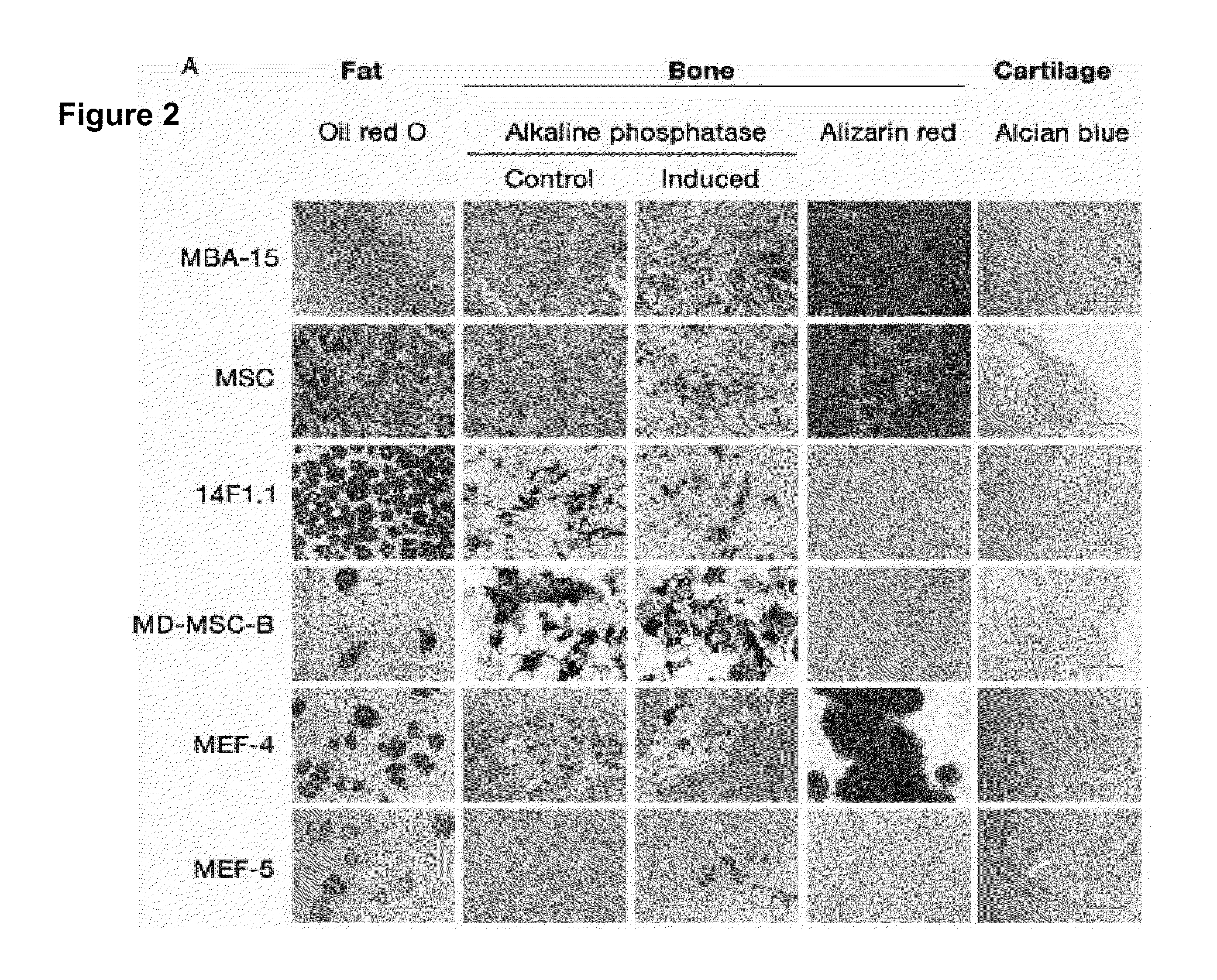 Method and assay for glycosylation pattern detection related to cell state of stem cells