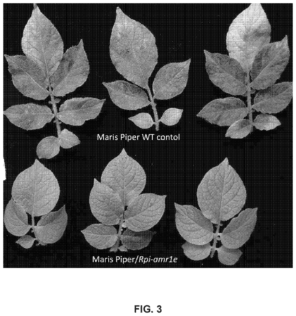 Late blight resistance genes and methods of use