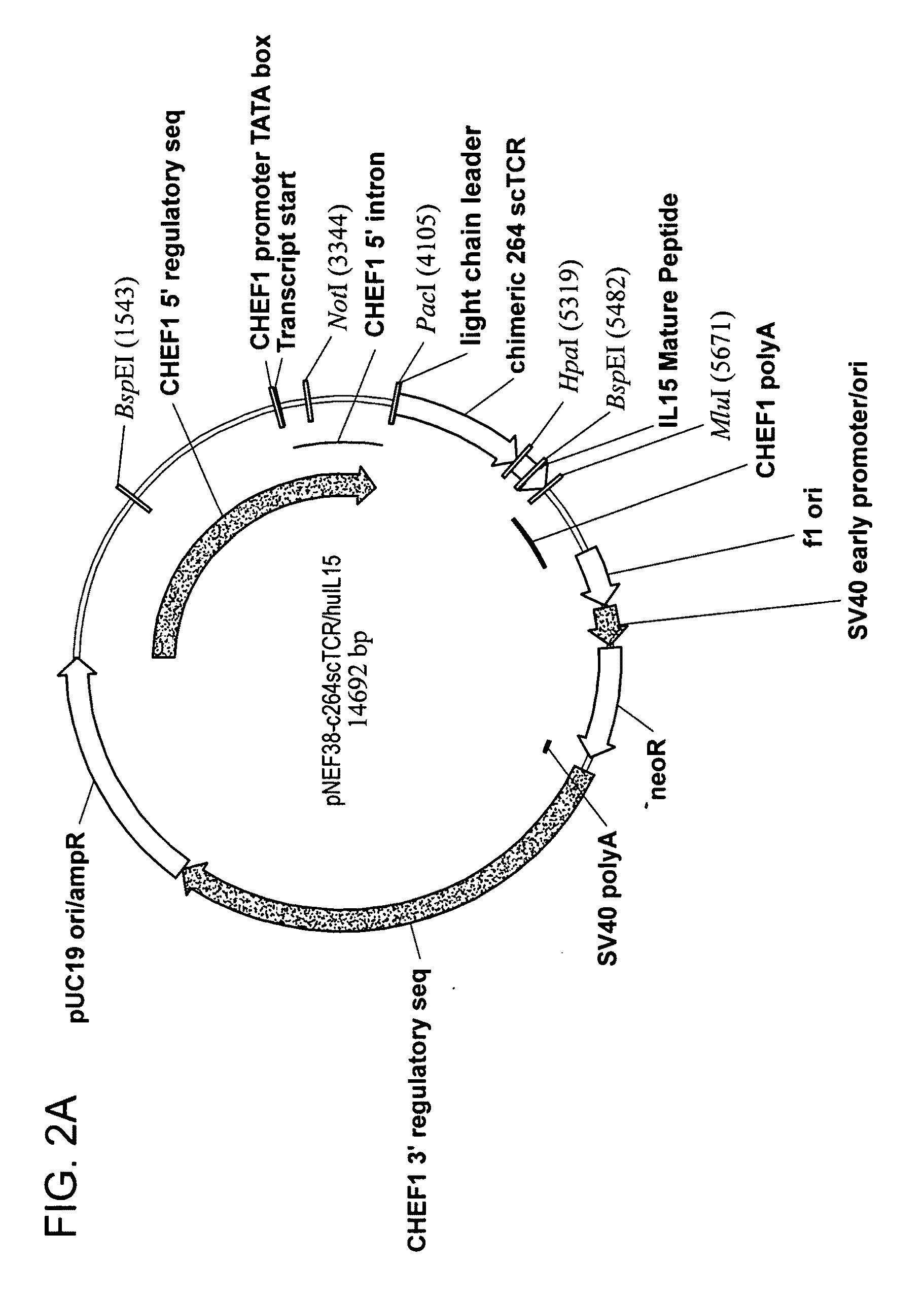 Fusion molecules and IL-15 variants