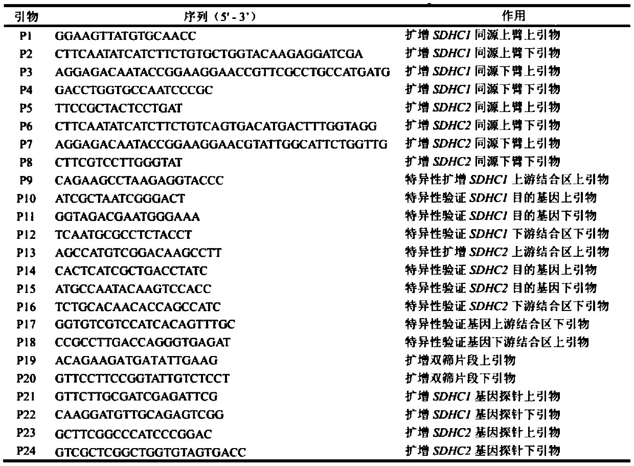 Application of SDHC subunit genetically differentiated by fusarium as drug target resource in drug research and development