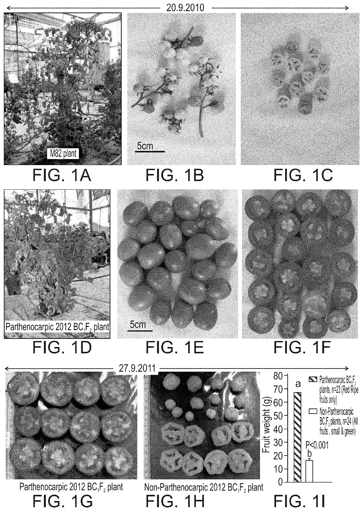 Parthenocarpic plants and methods of producing same