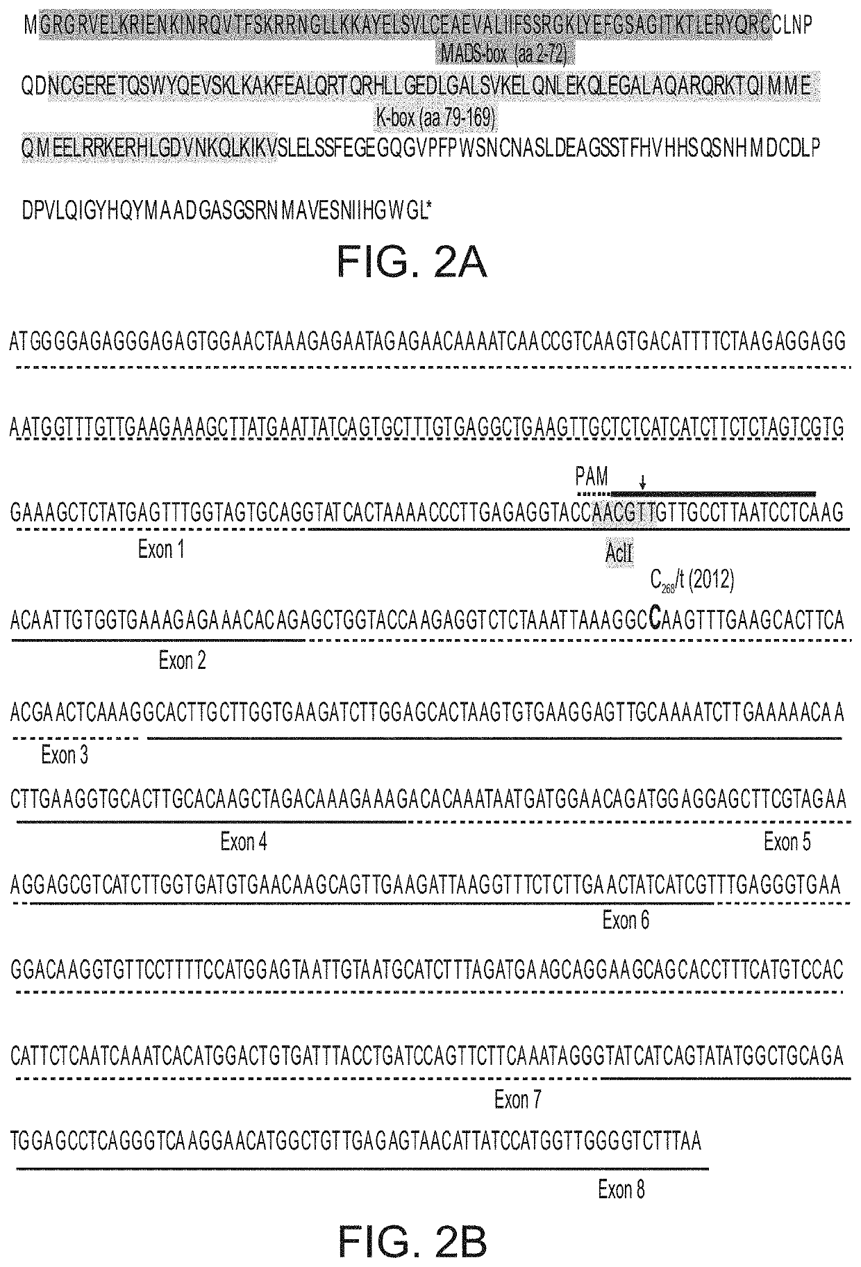 Parthenocarpic plants and methods of producing same