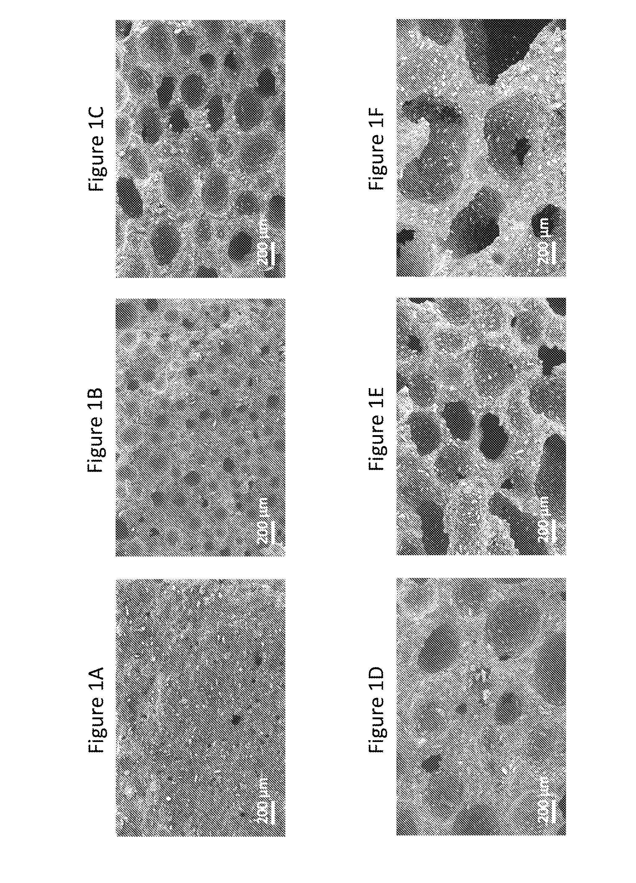 Melt-processed polymeric cellular dosage form