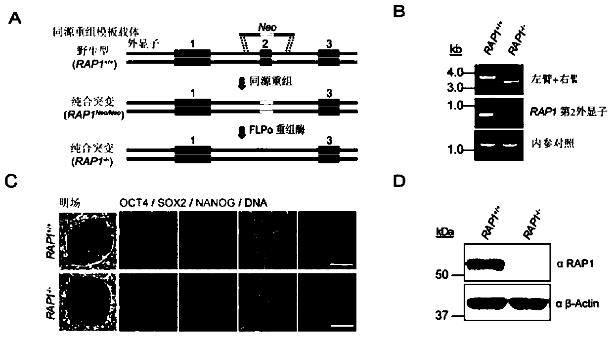 Mesenchymal stem cell model with loss of RAP1 function and preparation method and application thereof