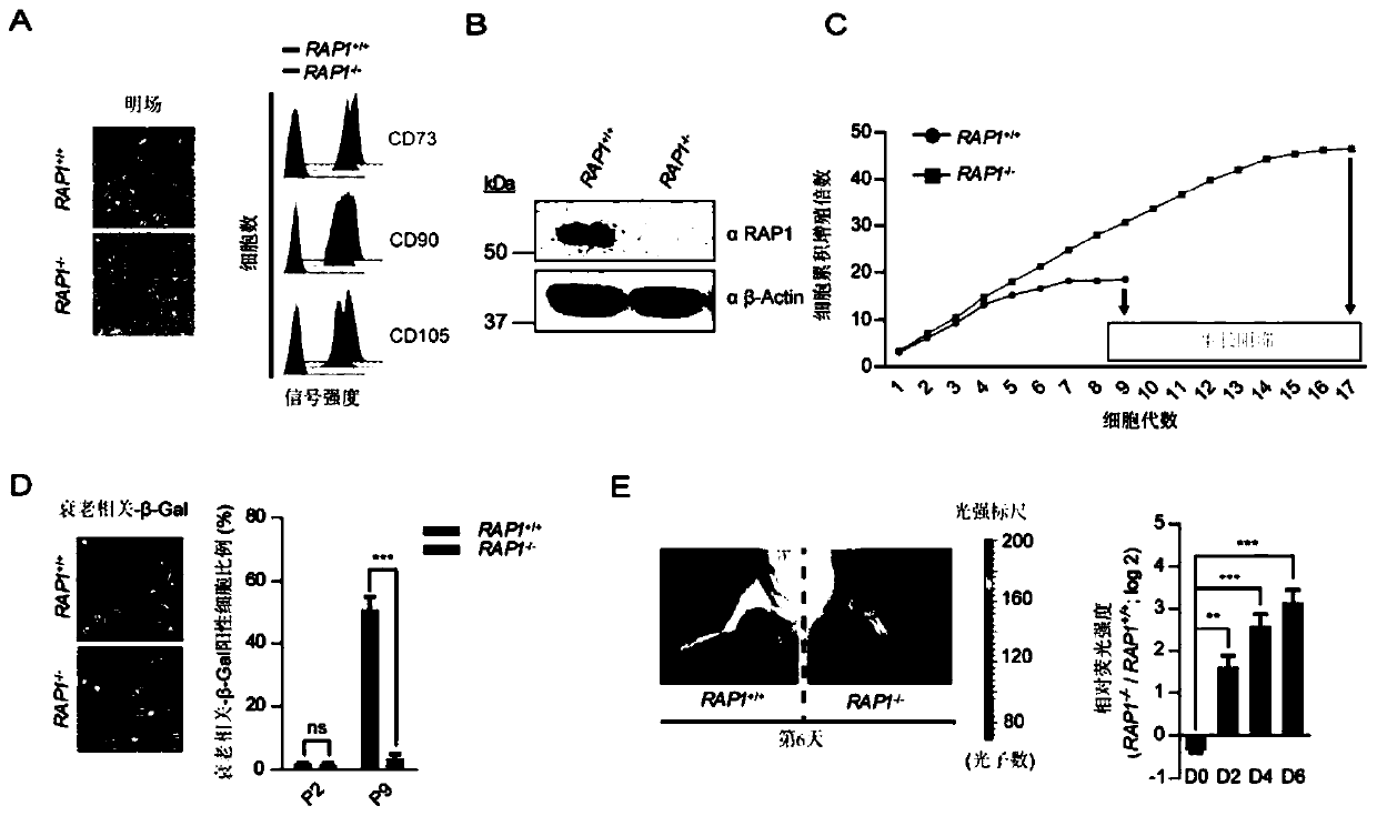 Mesenchymal stem cell model with loss of RAP1 function and preparation method and application thereof