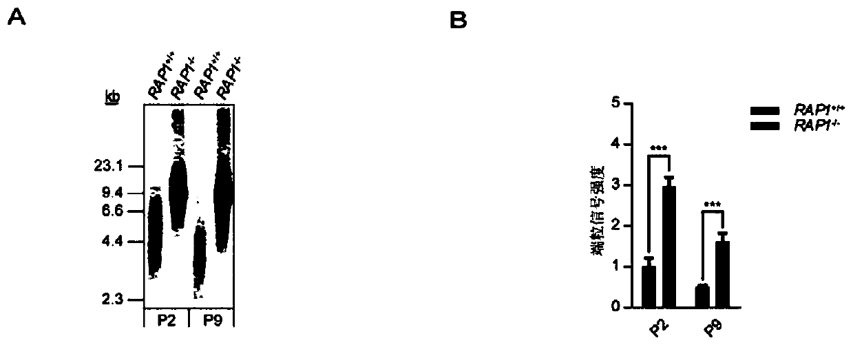 Mesenchymal stem cell model with loss of RAP1 function and preparation method and application thereof