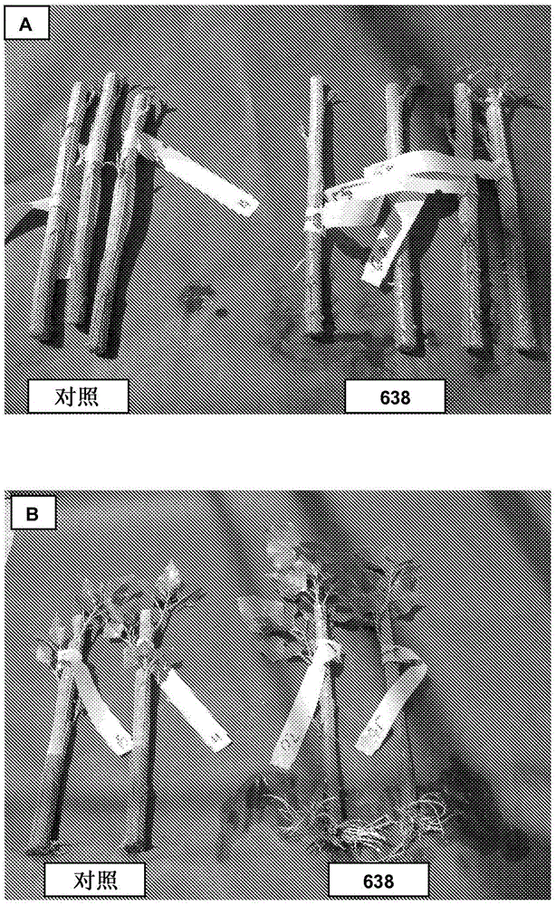 Enterobacter 638 and its application method