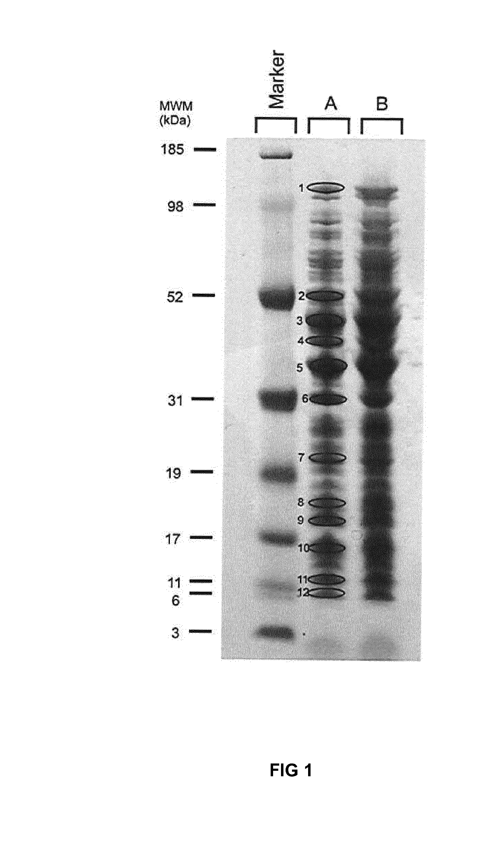 Polycistronic expression system for bacteria