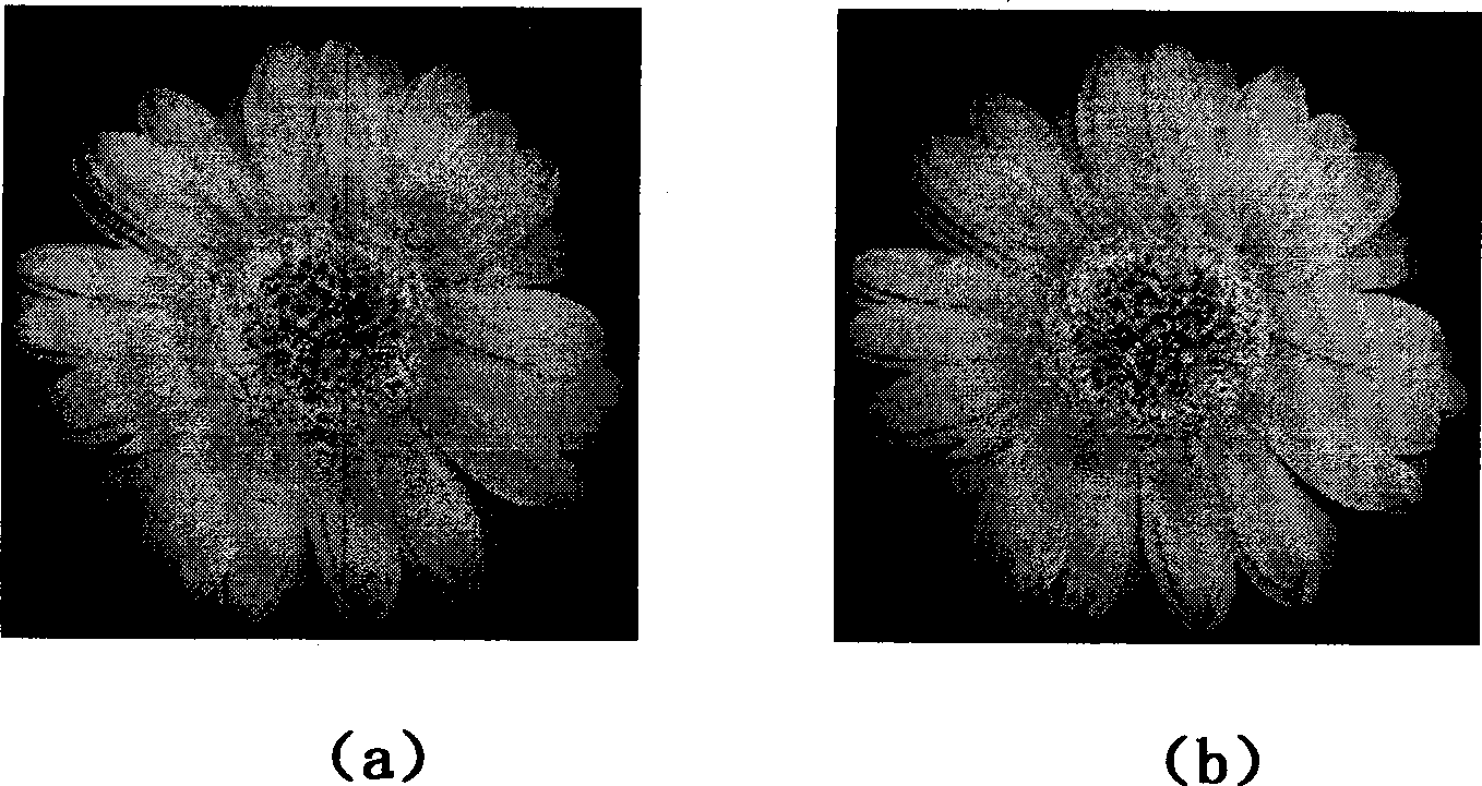 Digital image watermark extraction method based on DCT algorithm