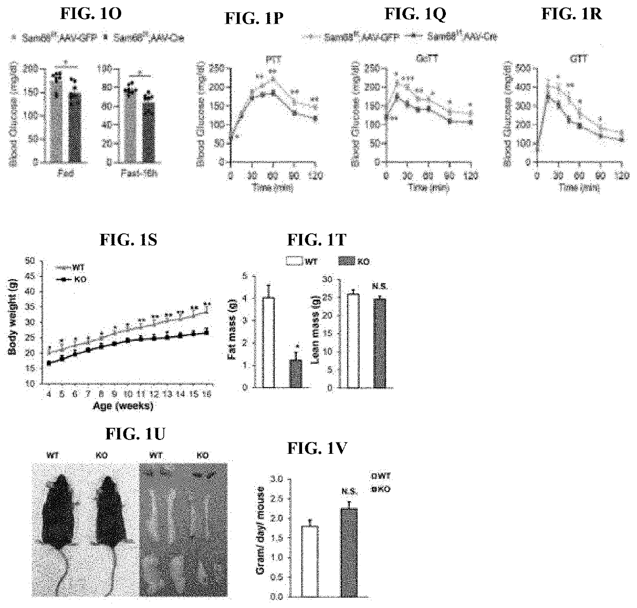Compositions and methods for treatment of diabetes, obesity, hyper-cholesterolemia, and atherosclerosis by inhibition of sam68