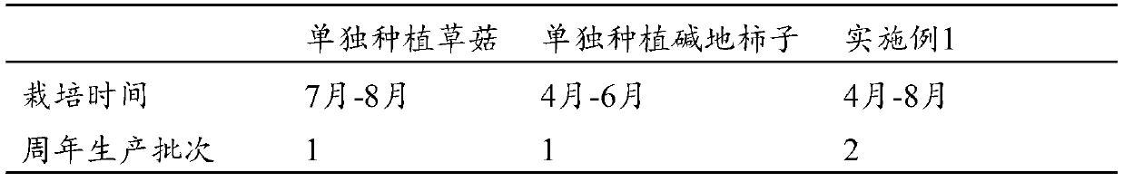 Rotation cropping cultivation method of volvariella volvacea and alkali-land diospyros kaki in greenhouse