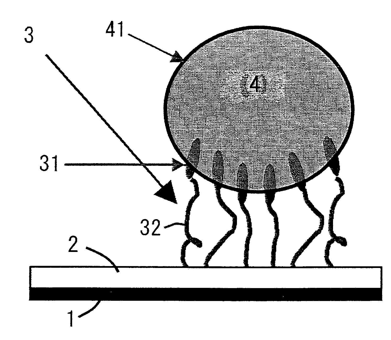 Immobilized cells and liposomes and method of immobilizing the same