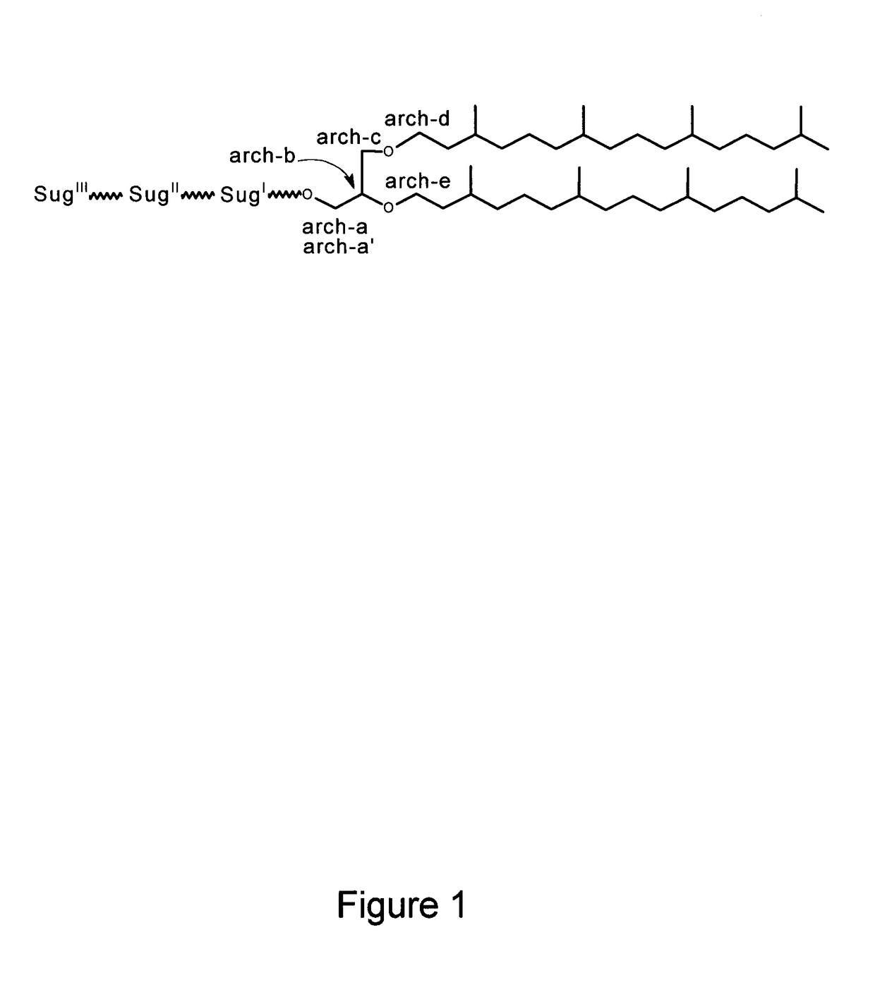 Sulfated-glycolipids as adjuvants for vaccines