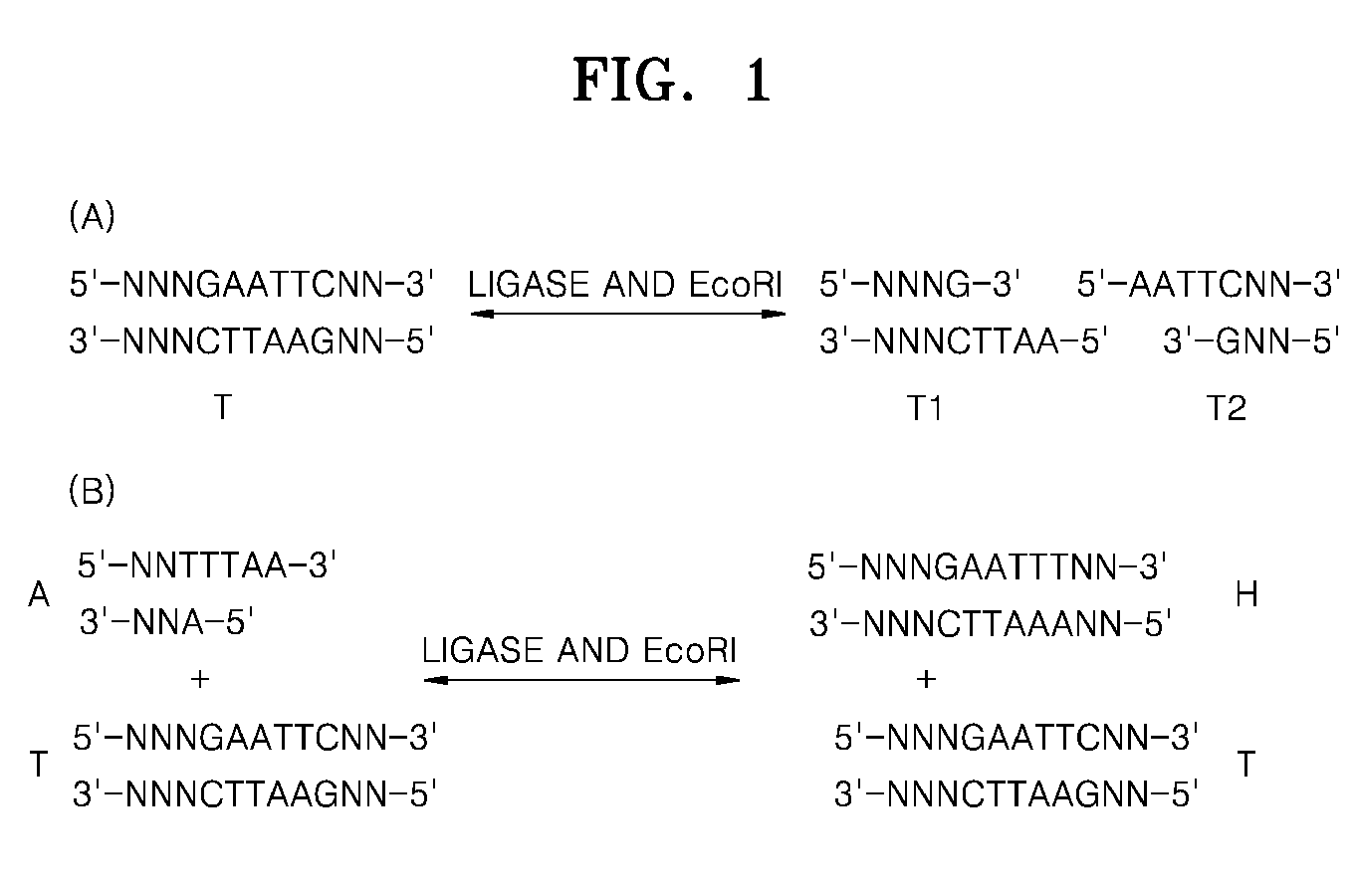 Method of amplifying a target nucleic acid by rolling circle amplification
