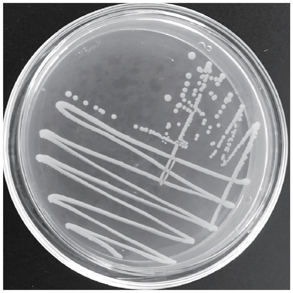 bacteroides polymorphus GL-02, a complex microbial inoculant compounded by the bacteroides polymorphus GL-02 and bile acid and application of the complex microbial inoculant