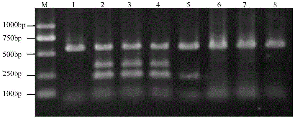 A kind of oncidium virus detection primer and method