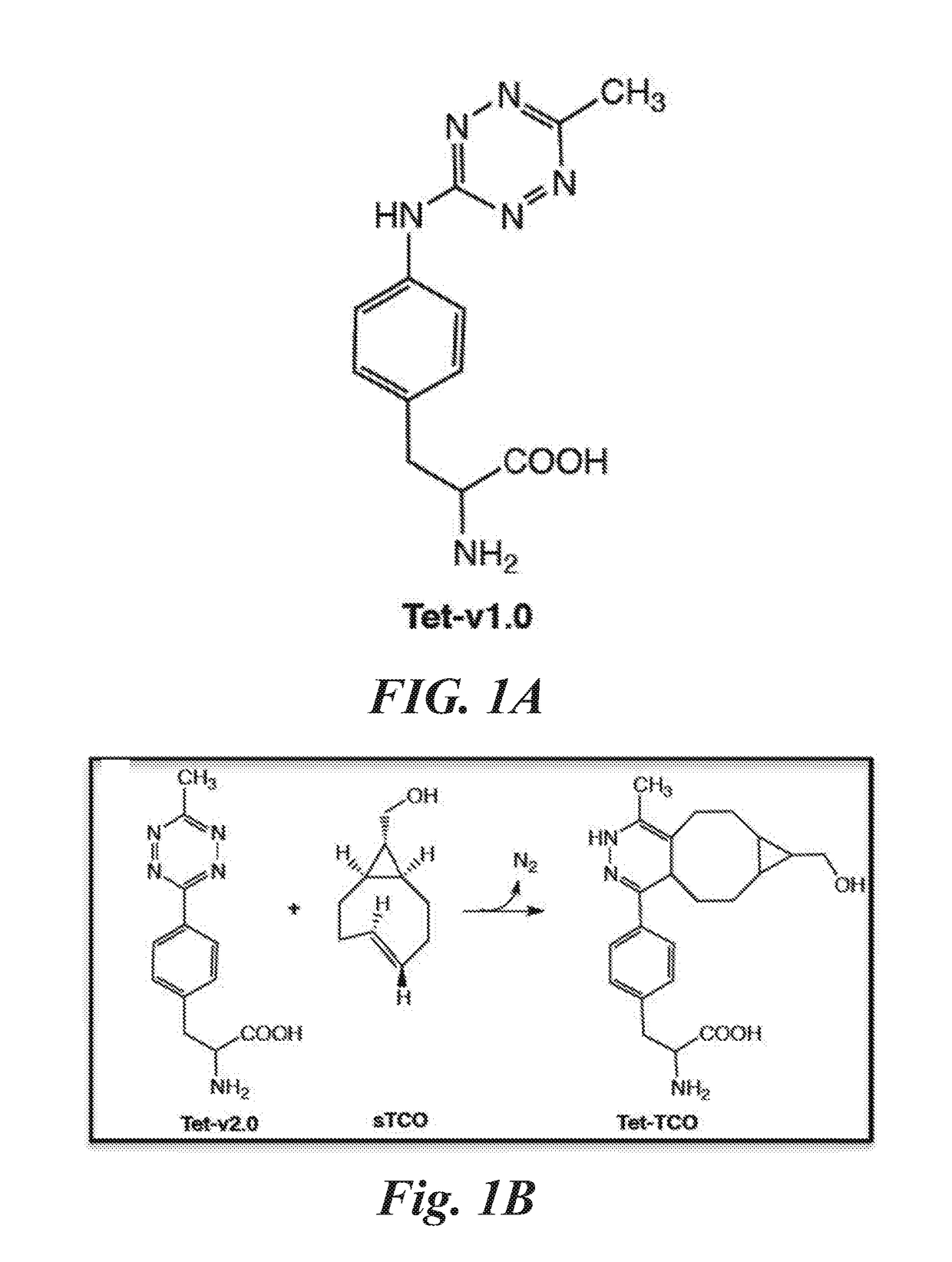 Reagents and methods for bioorthogonal labeling of biomolecules in living cells