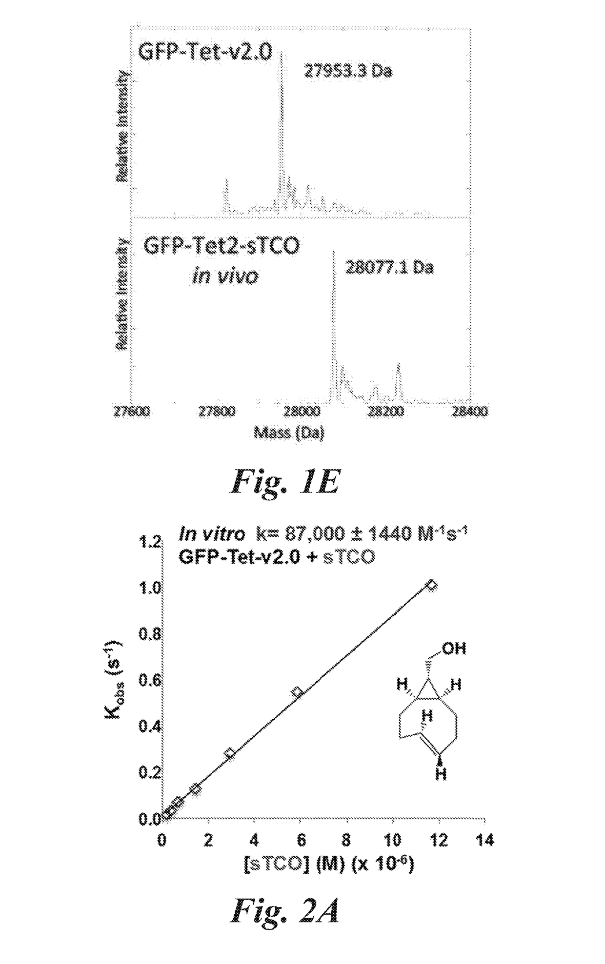 Reagents and methods for bioorthogonal labeling of biomolecules in living cells