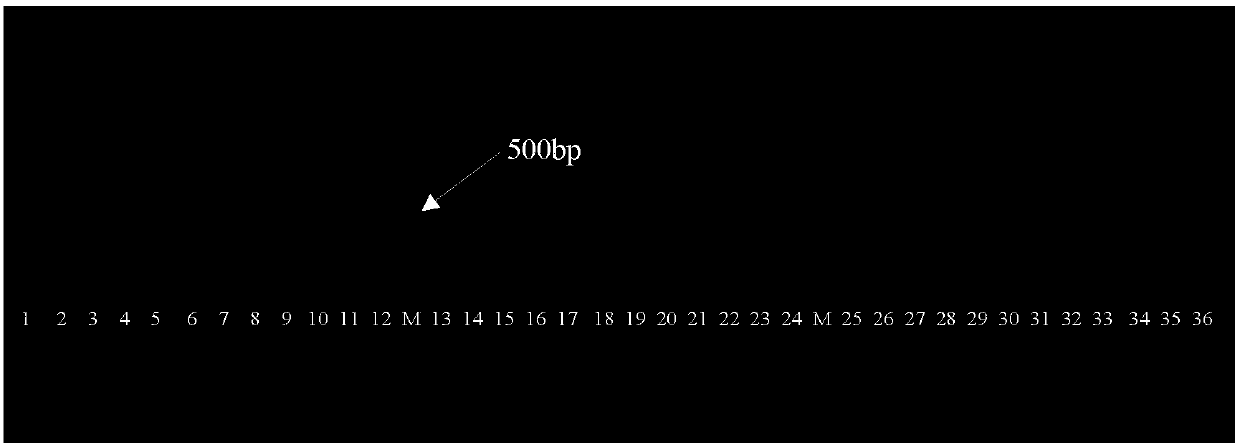 Big data based identification method for aconitum transsectum DNA barcode and aconitum transsectum