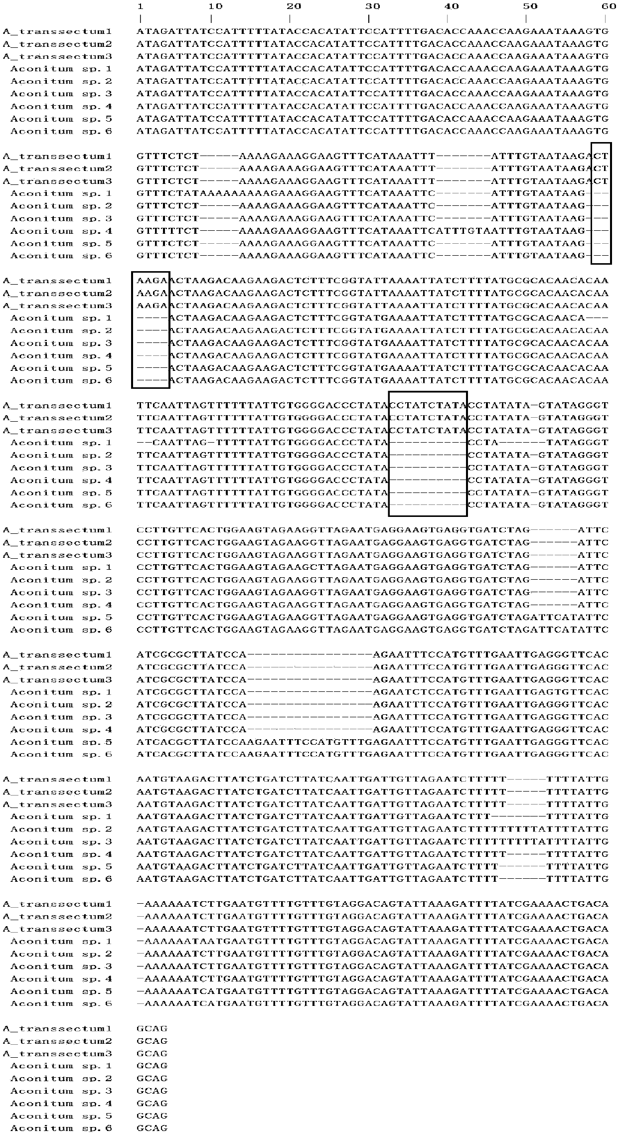 Big data based identification method for aconitum transsectum DNA barcode and aconitum transsectum