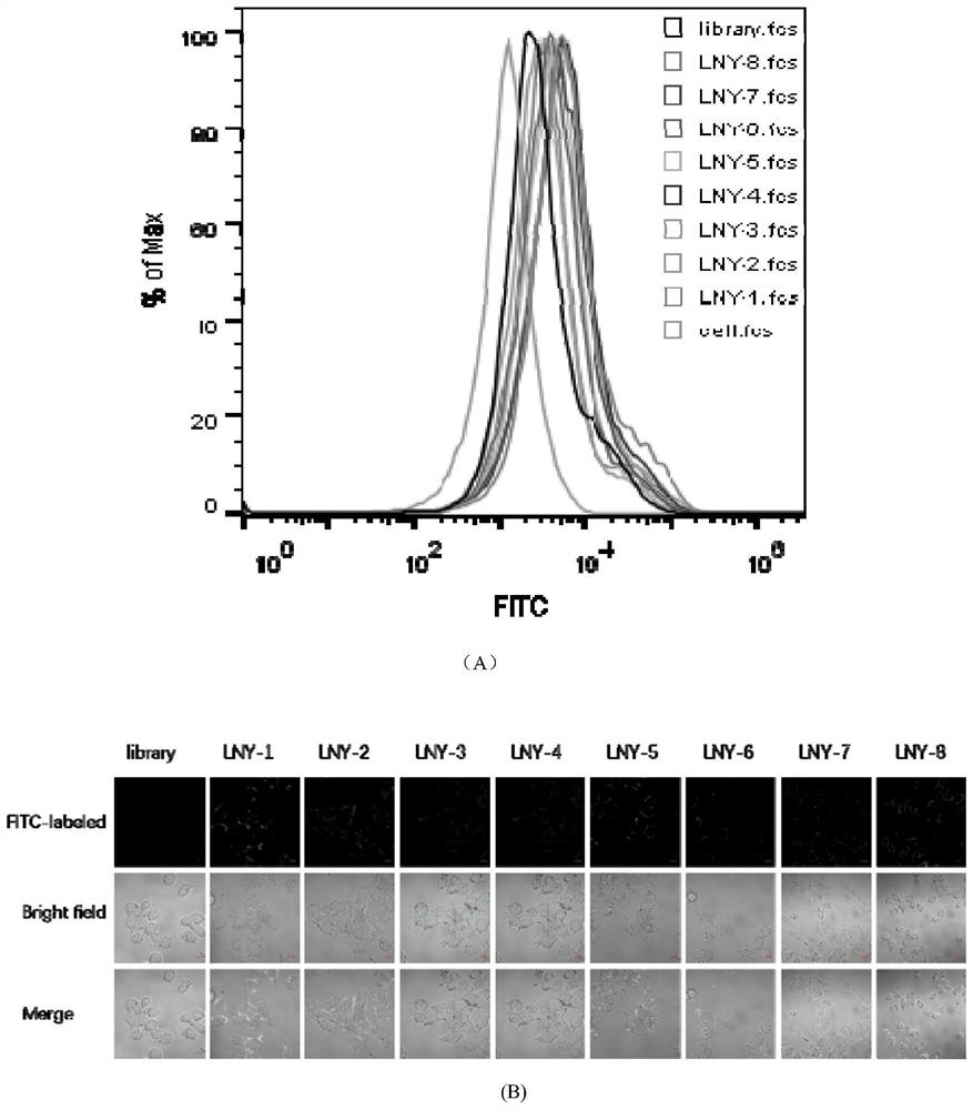 Rapidly screened ovarian cancer nucleic acid aptamer and application thereof in preparation of preparation for detecting ovarian cancer