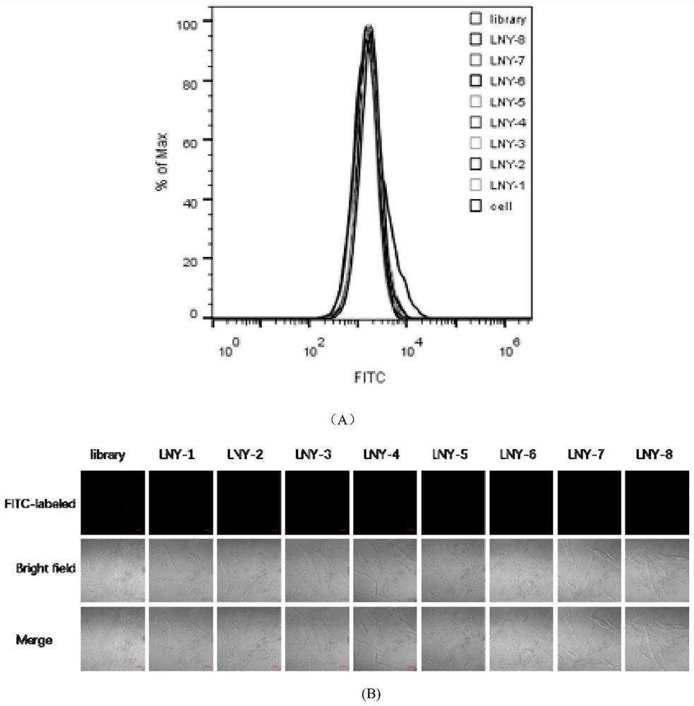 Rapidly screened ovarian cancer nucleic acid aptamer and application thereof in preparation of preparation for detecting ovarian cancer