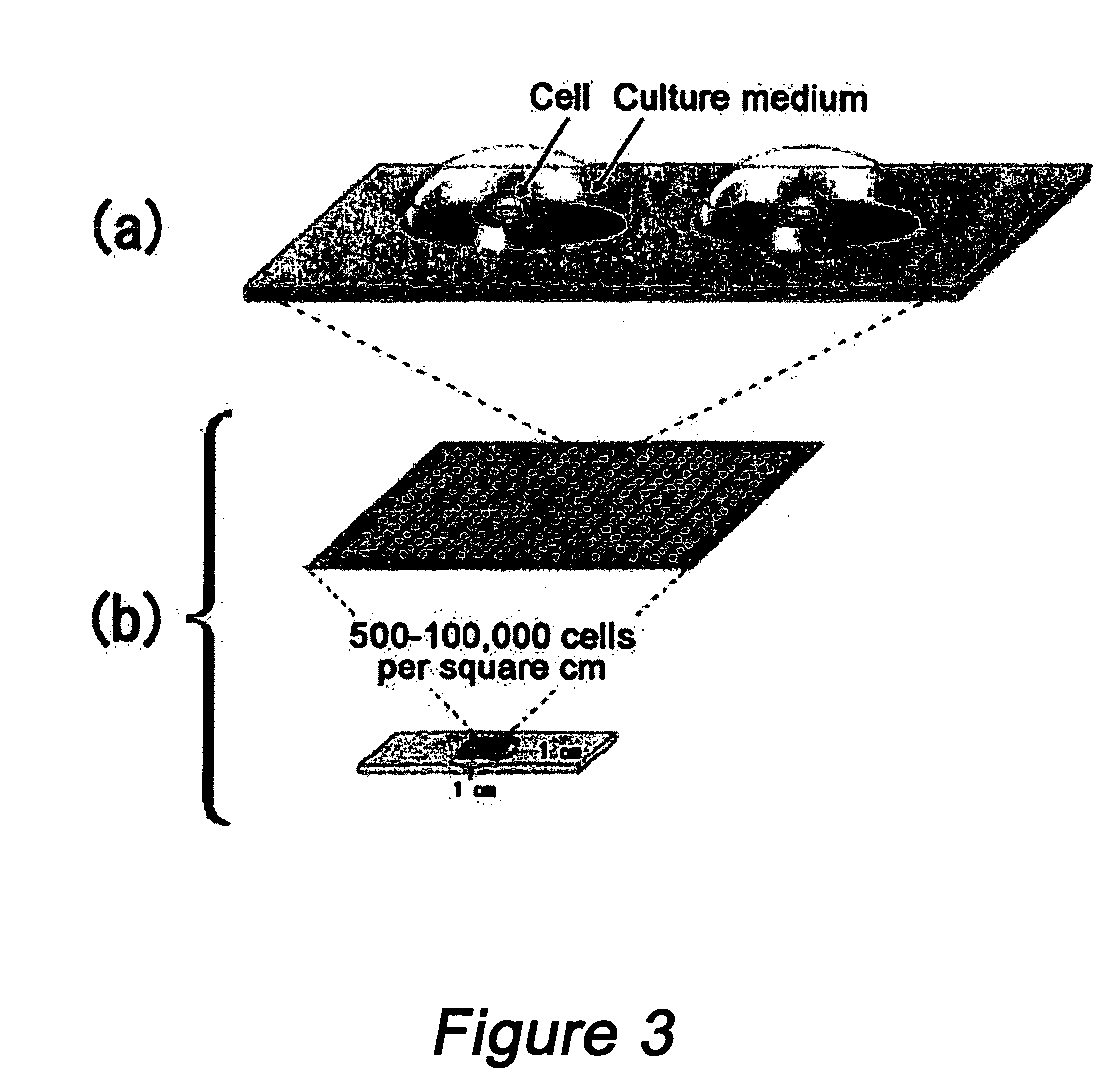 High-density cell array board, process for producing the same and method of using the same