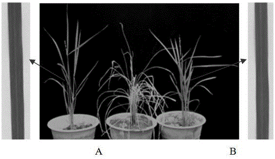 Vector with double expression cassettes and high glyphosate resistance and application thereof to rice