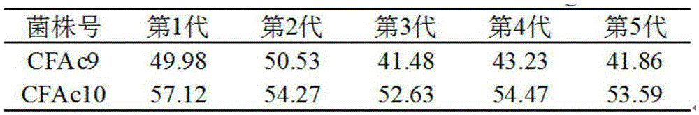 Bacillus aceticus and application of bacillus aceticus in coffee cherry peel and pulp fermentation vinegar