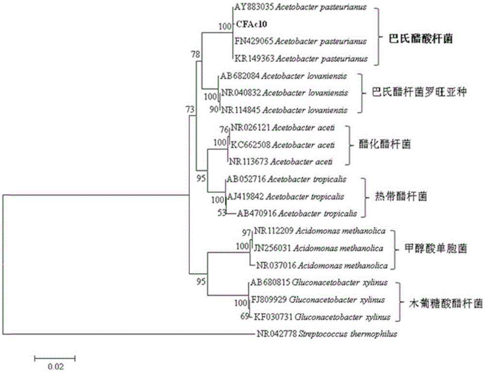 Bacillus aceticus and application of bacillus aceticus in coffee cherry peel and pulp fermentation vinegar