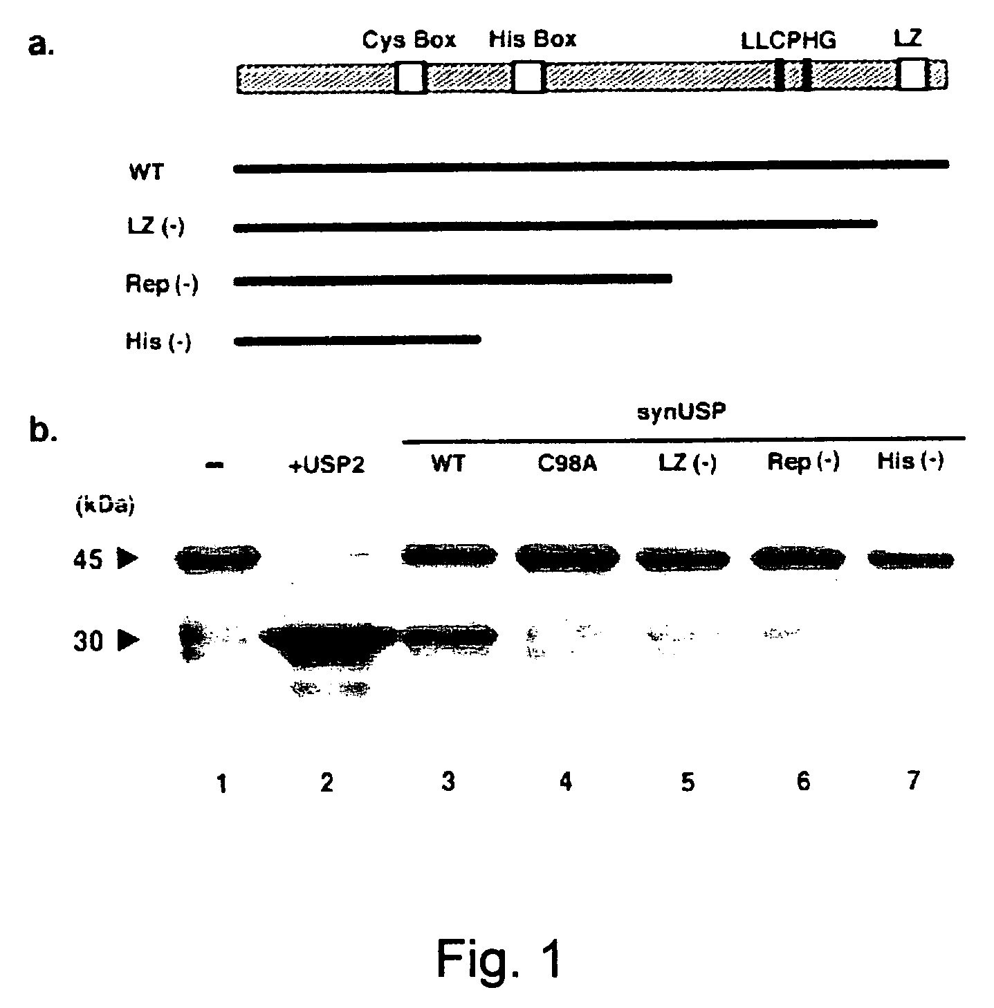 Ubiquitin-specific protease occurring in the brain and DNA encoding the same