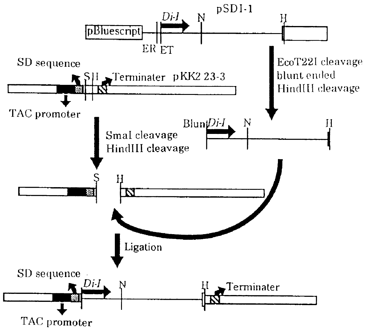 Thermostable diaphorase gene