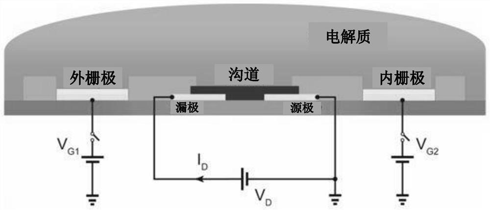 Dual-gate organic electrochemical transistors