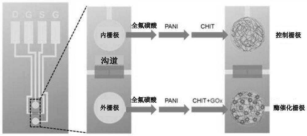 Dual-gate organic electrochemical transistors