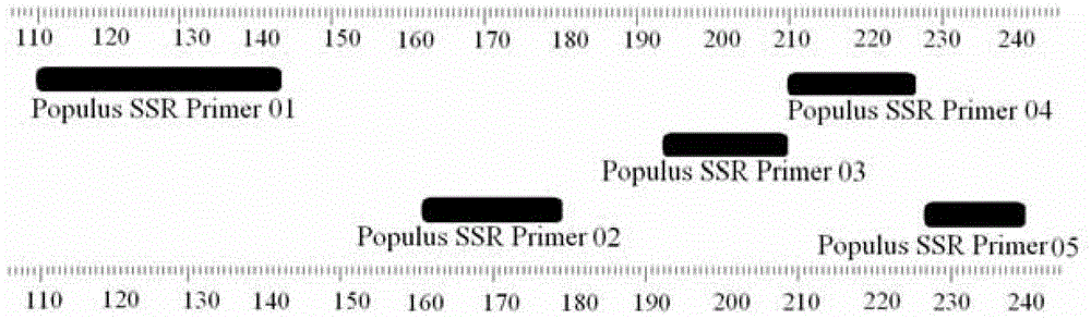 Identification method and identification kit for different species of Populus species